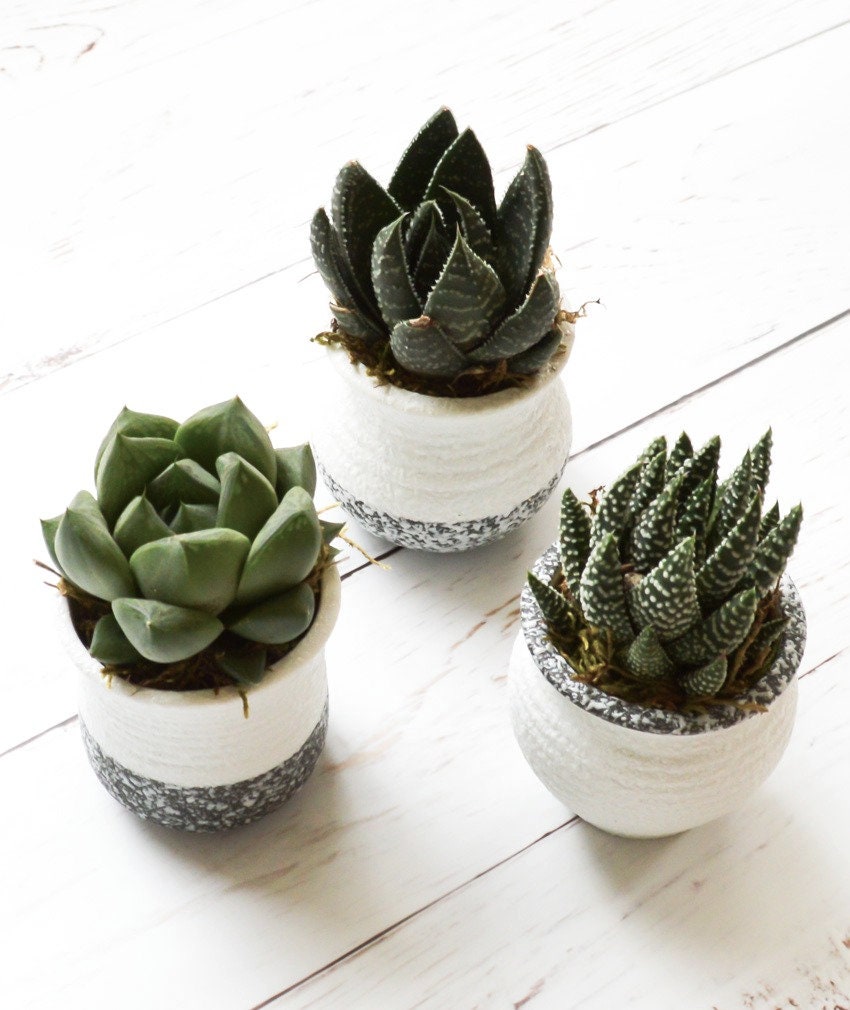 A Succulent in 2.5" Pot
