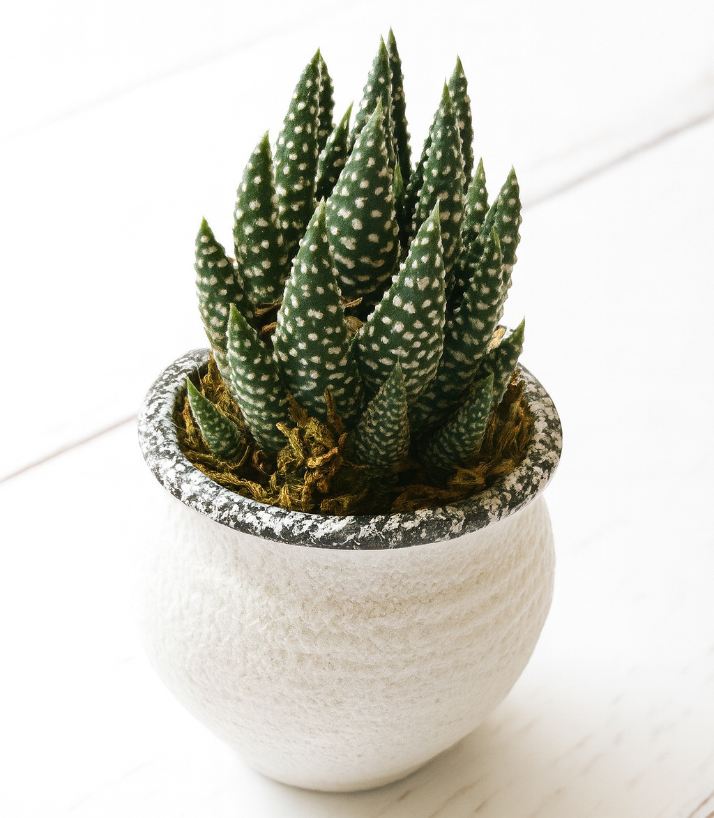A Succulent in 2.5" Pot